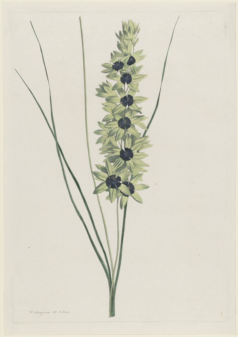 Iris maculata
