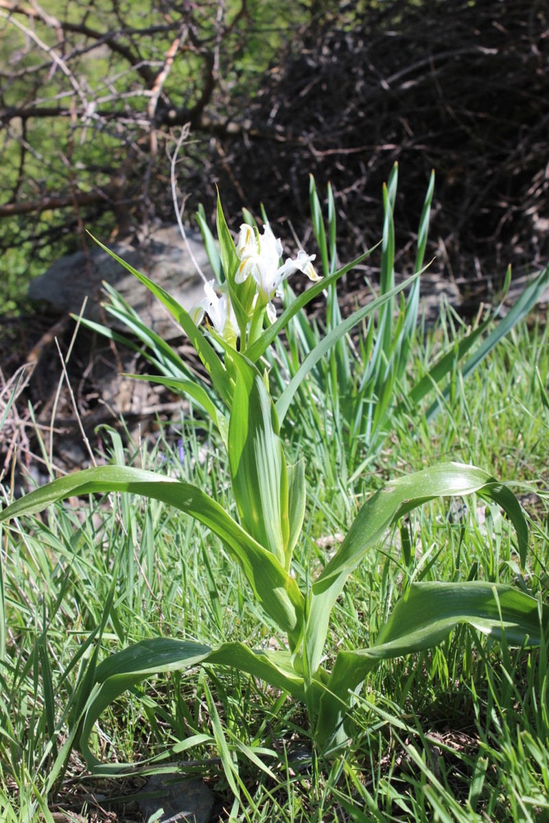Iris magnifica photo 2