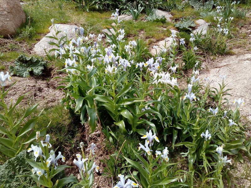 Iris magnifica photo 3