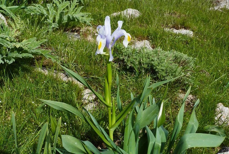 Iris magnifica photo 4