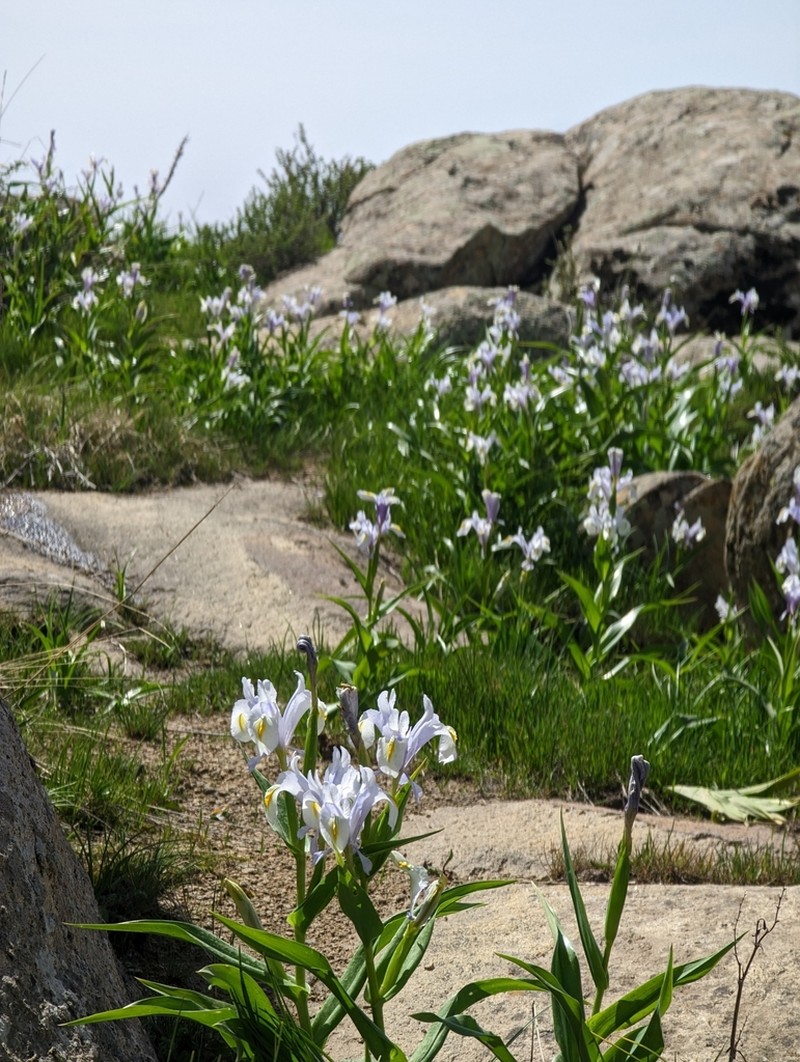 Iris magnifica photo 5