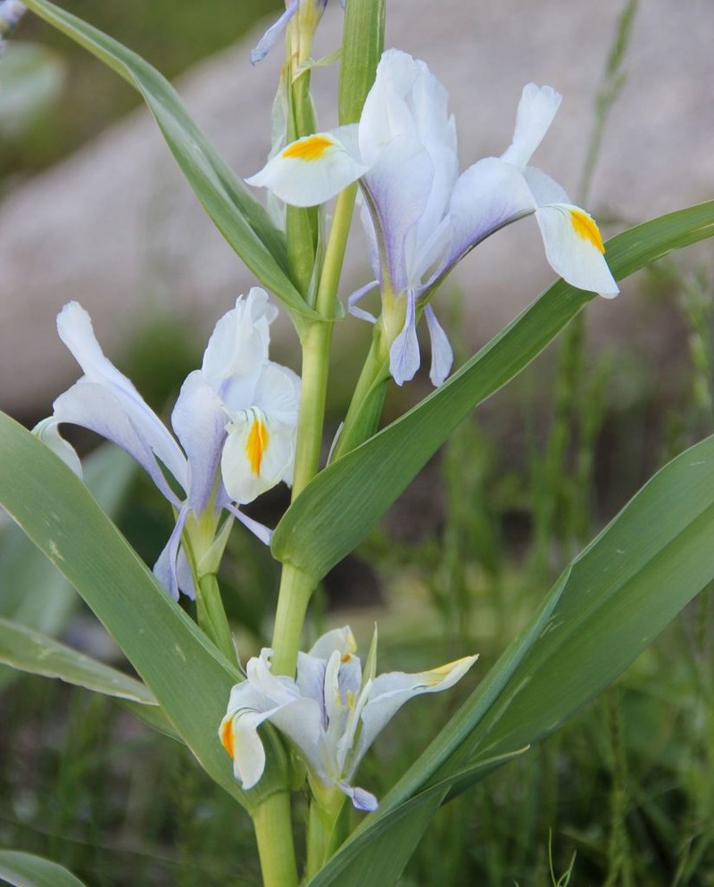 Iris magnifica photo 6