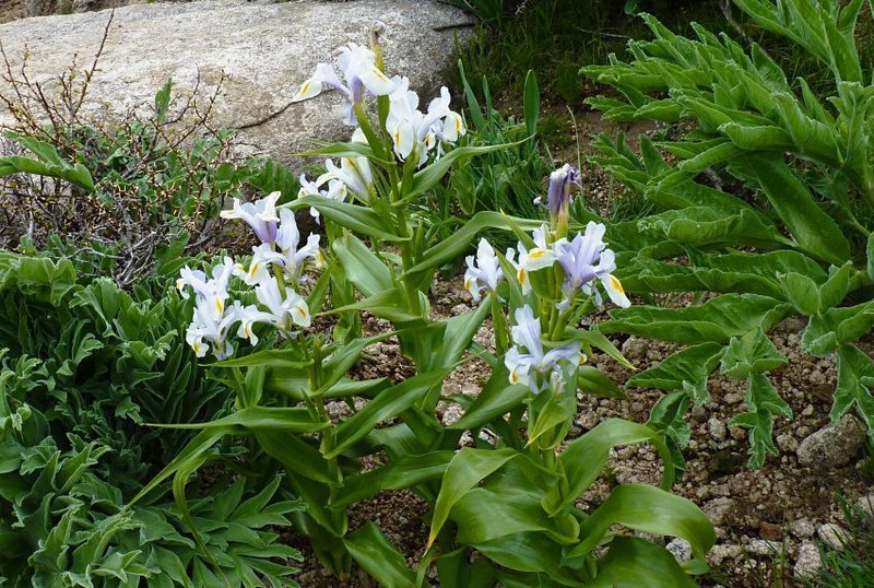 Iris magnifica photo 7