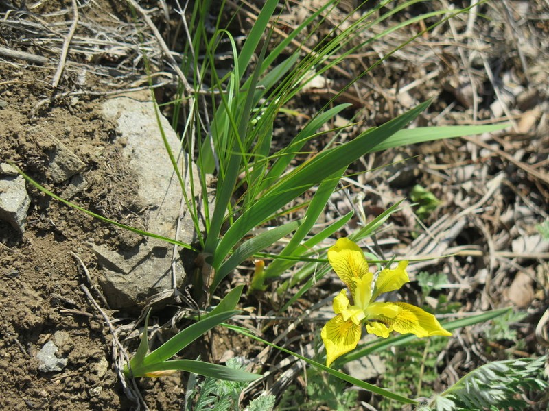 Iris mandshurica