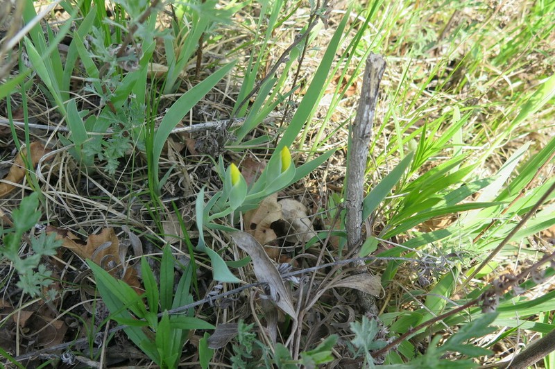Iris mandshurica photo 3