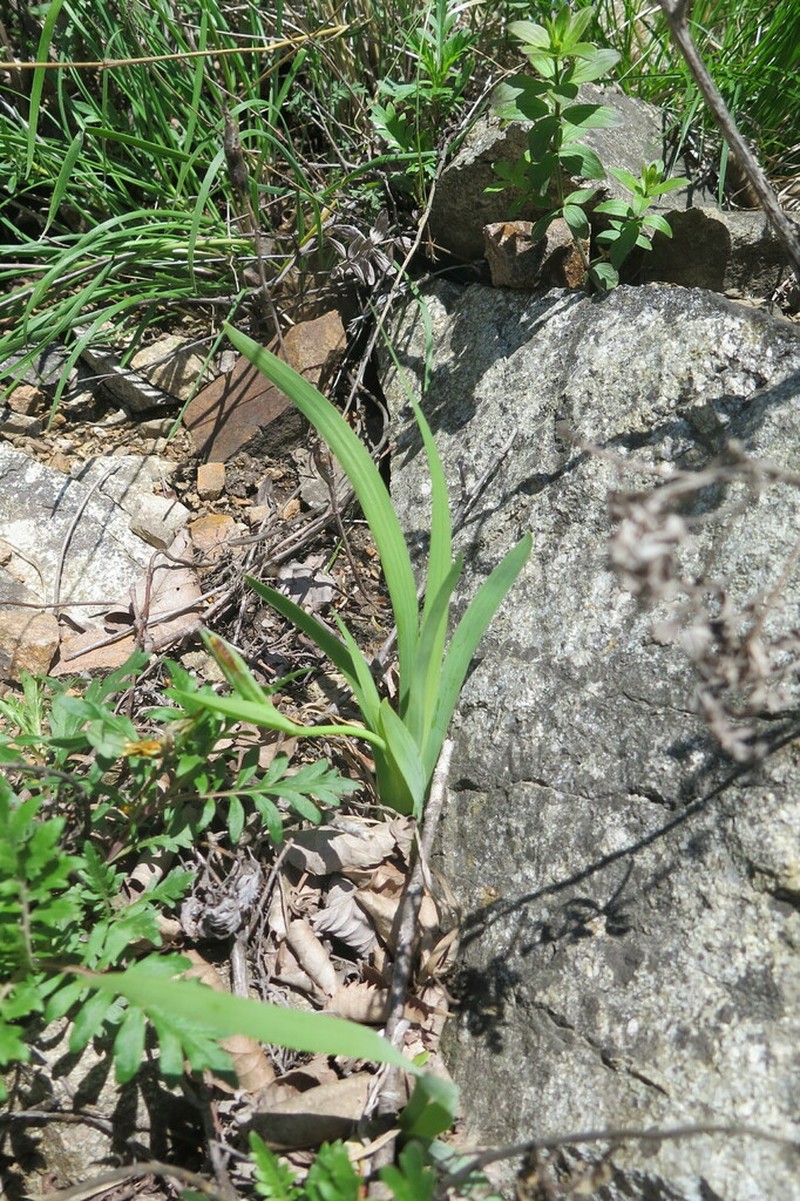 Iris mandshurica photo 5