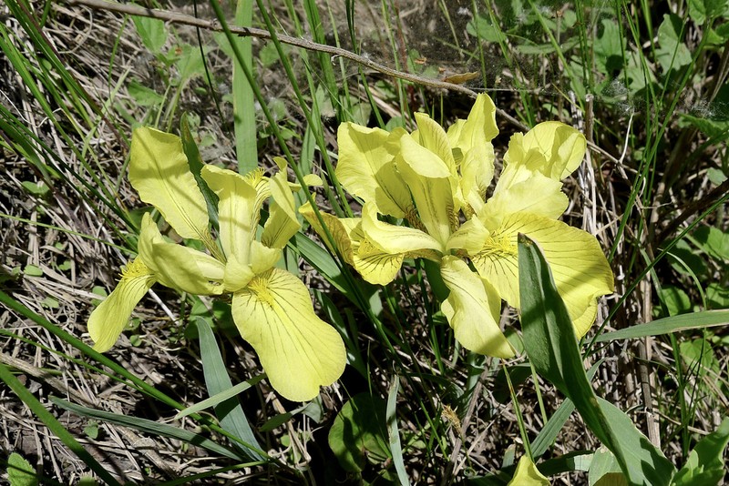 Iris mandshurica photo 6