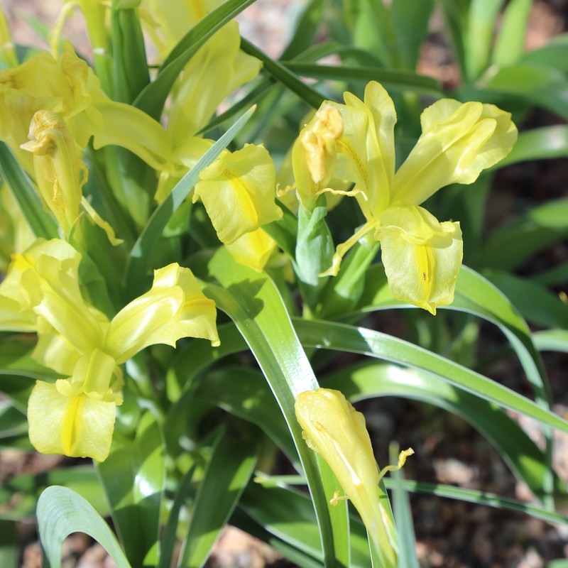 Iris maracandica