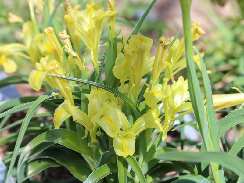 Iris maracandica photo 2