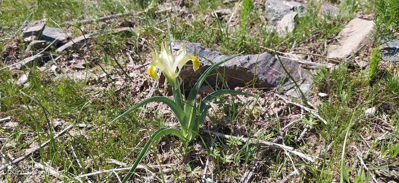 Iris maracandica photo 3