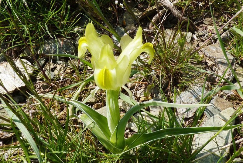 Iris maracandica photo 4