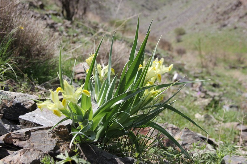 Iris maracandica photo 5