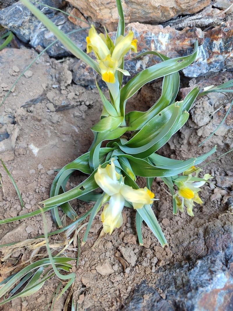 Iris maracandica photo 6