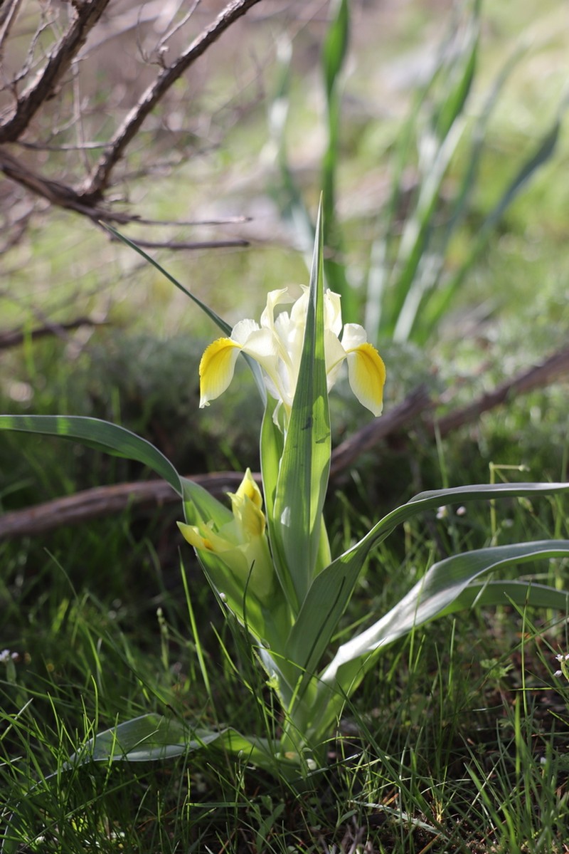 Iris maracandica photo 7