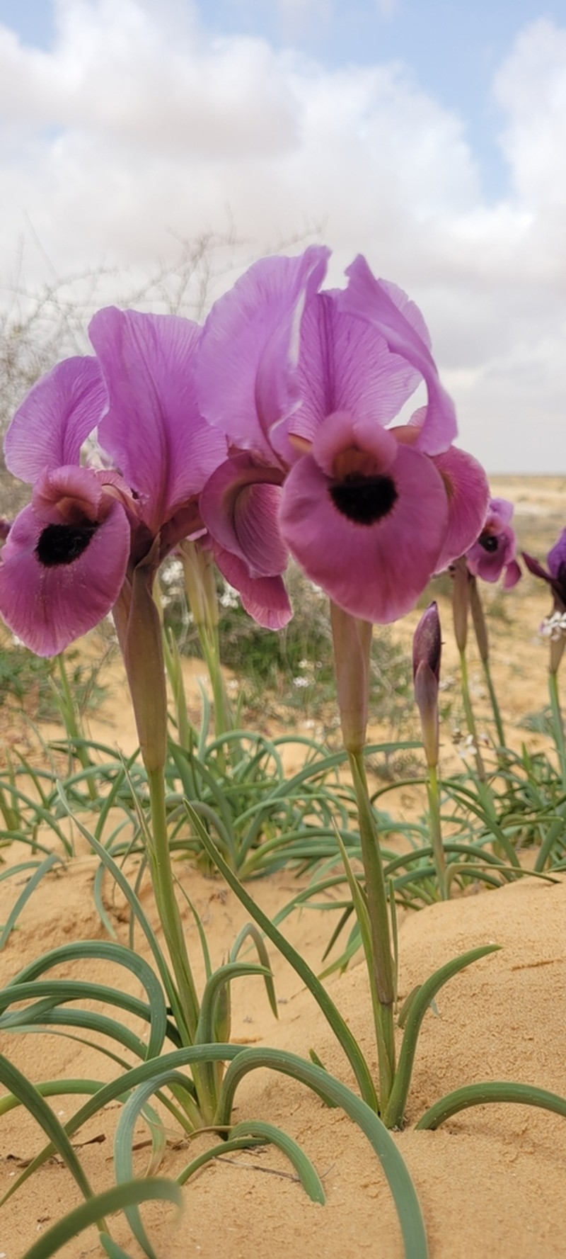 Iris mariae photo 3