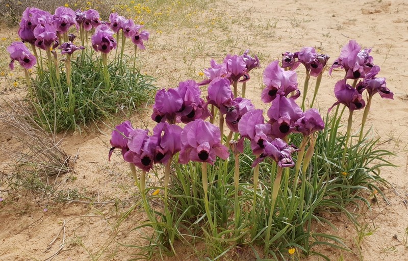 Iris mariae photo 4