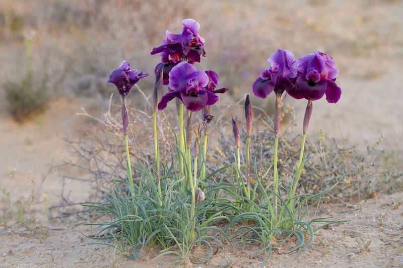 Iris mariae photo 5