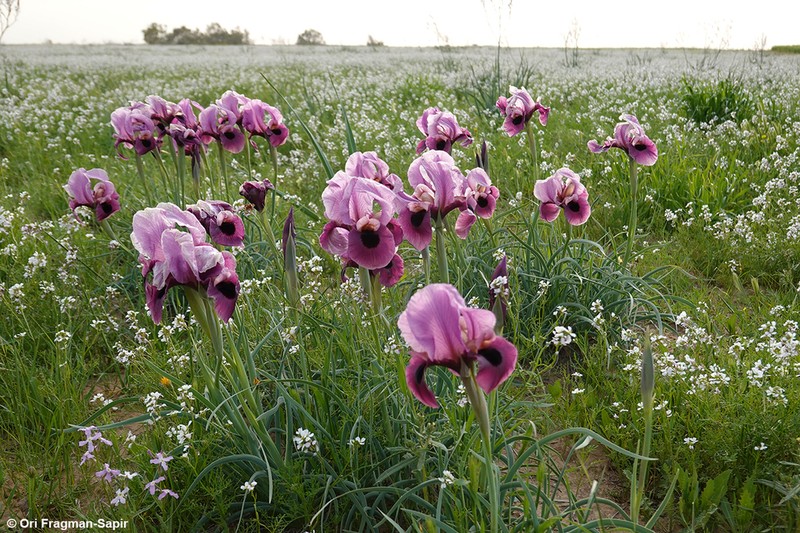 Iris mariae photo 6