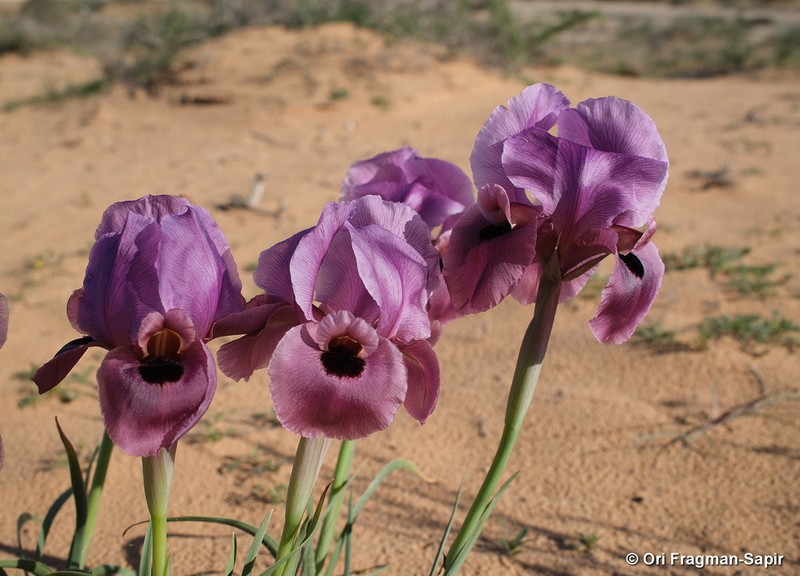 Iris mariae photo 7