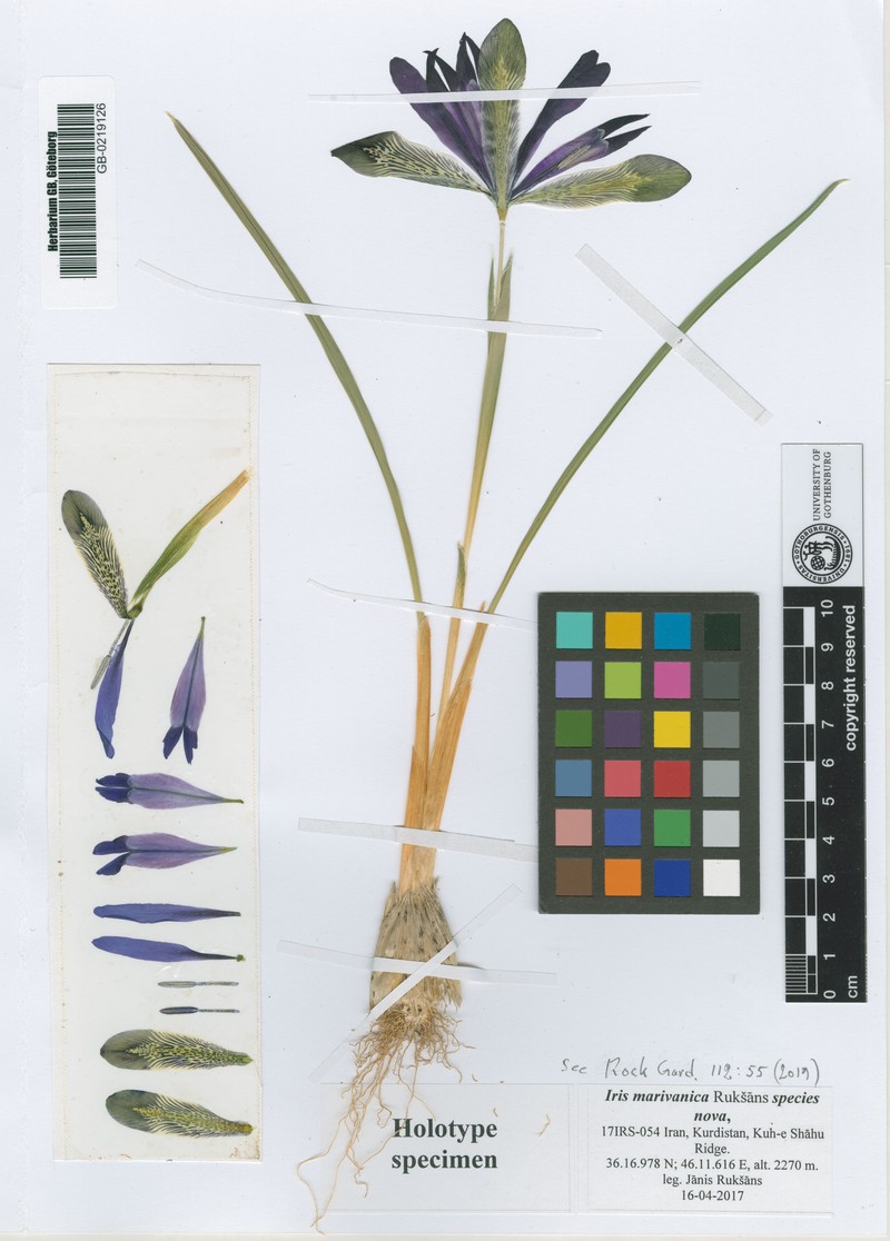 Iris marivanica