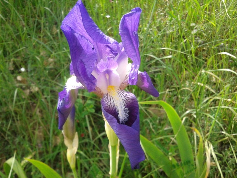Iris marsica