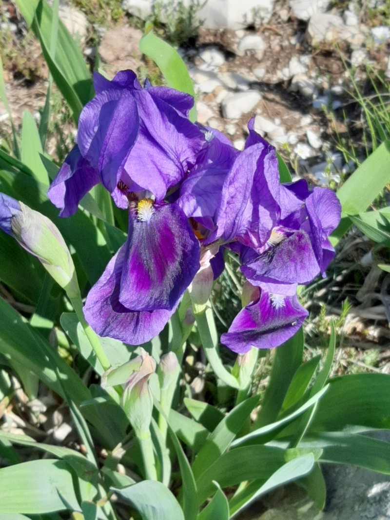 Iris marsica photo 2