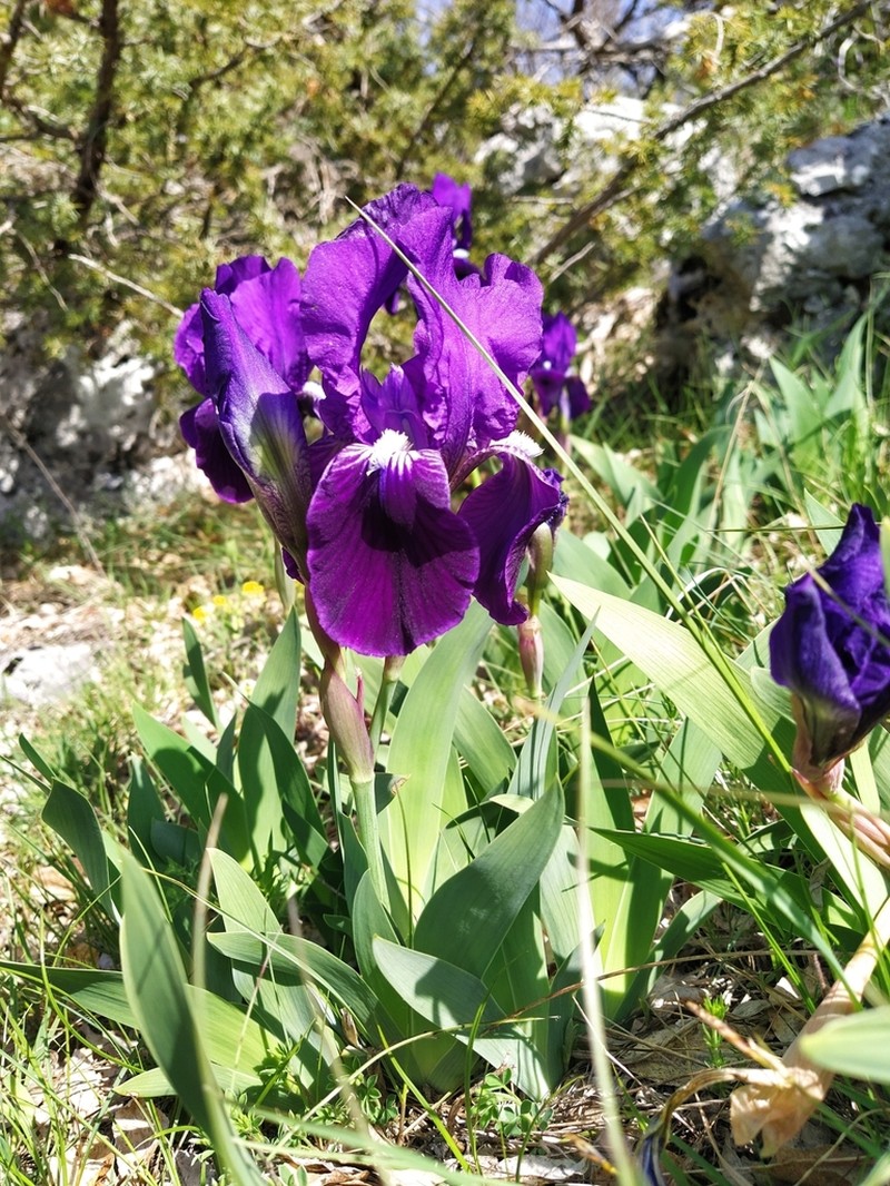 Iris marsica photo 3