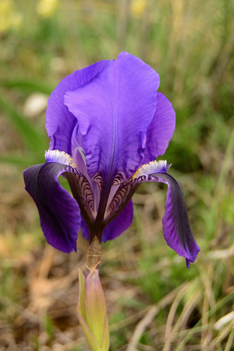 Iris marsica photo 4