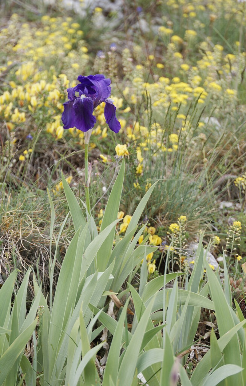 Iris marsica photo 5