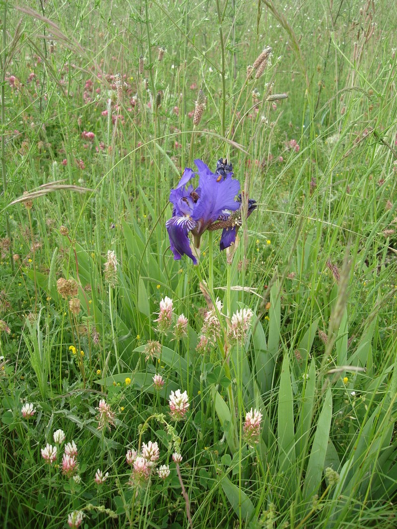 Iris marsica photo 6