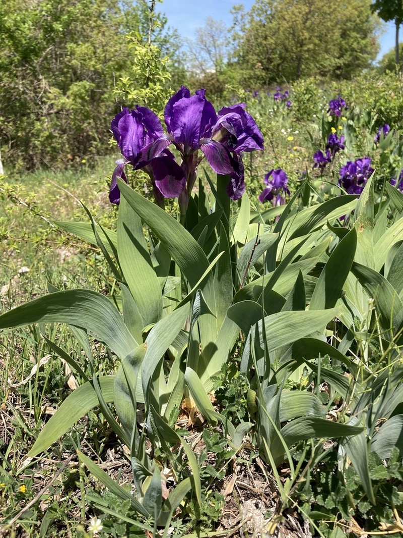 Iris marsica photo 7