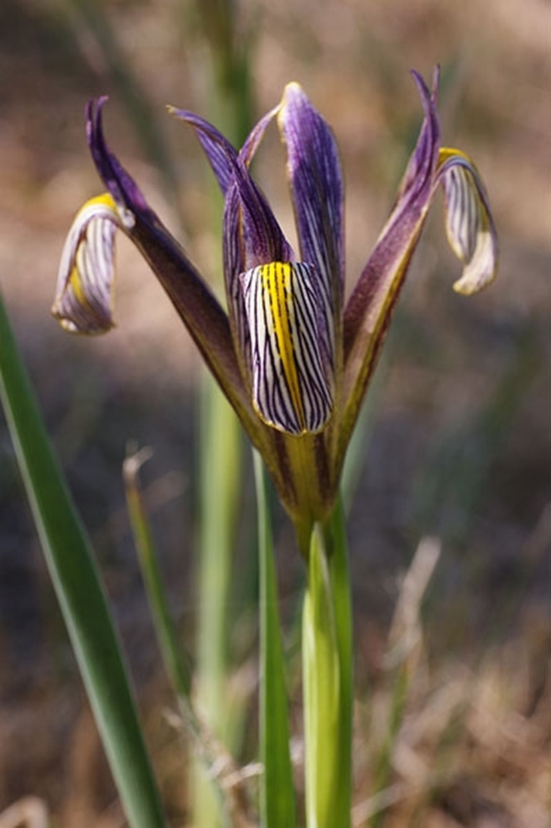 Iris masiae