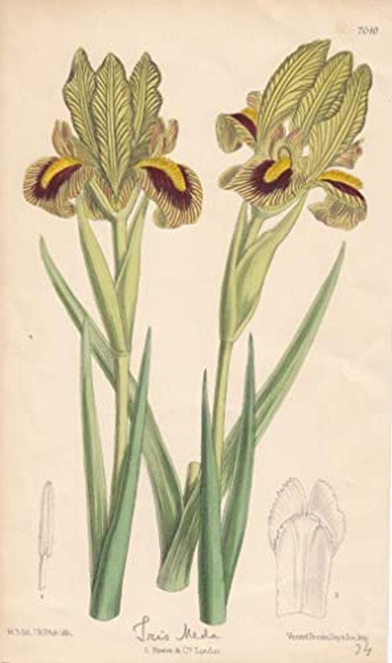 Iris meda