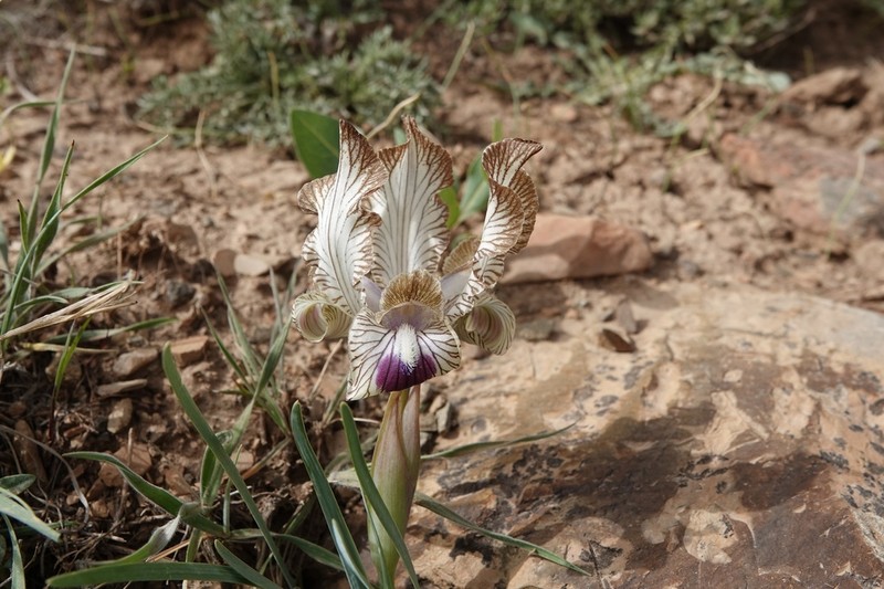 Iris meda photo 2