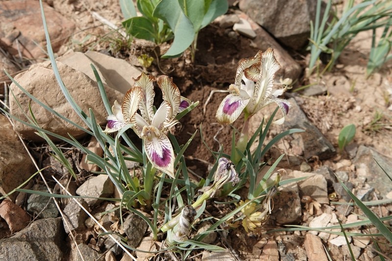 Iris meda photo 3