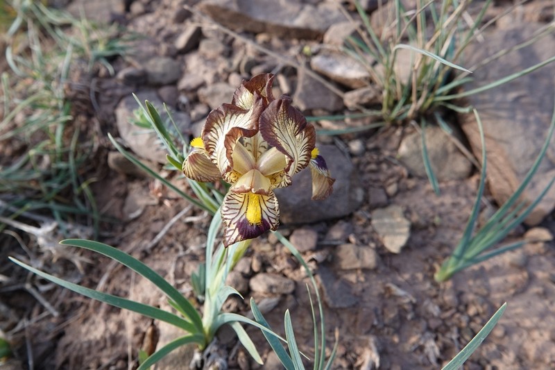 Iris meda photo 4