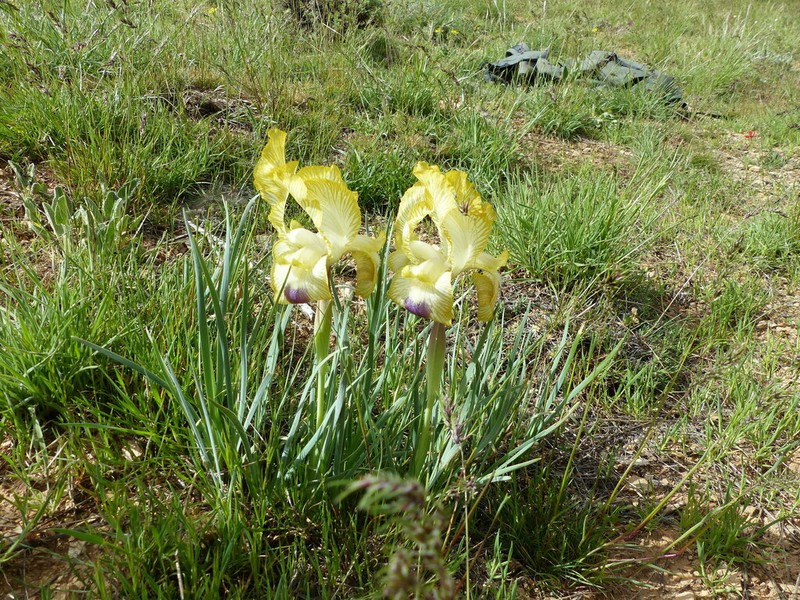Iris meda photo 5