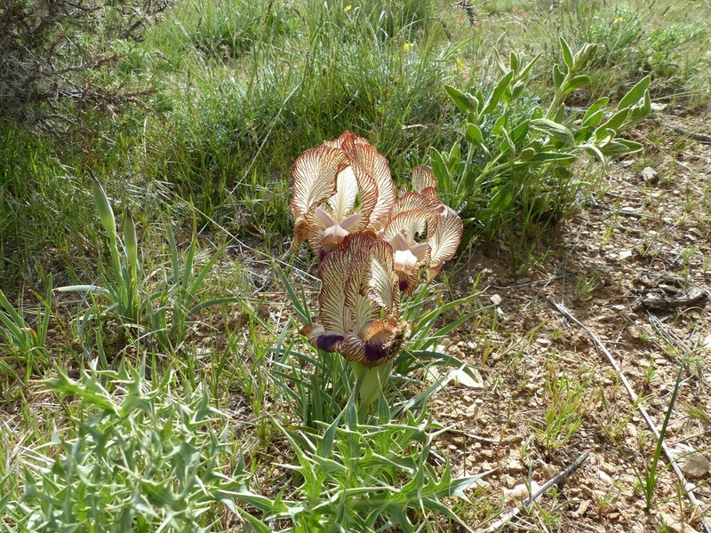 Iris meda photo 6
