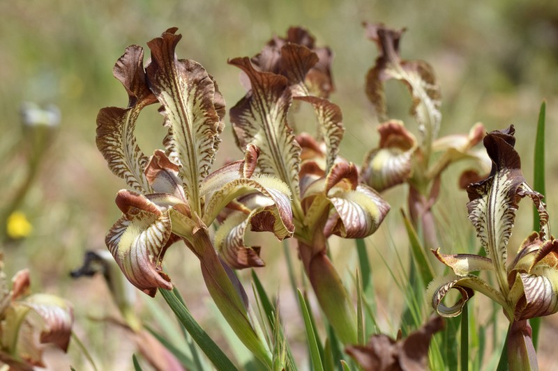 Iris meda photo 7