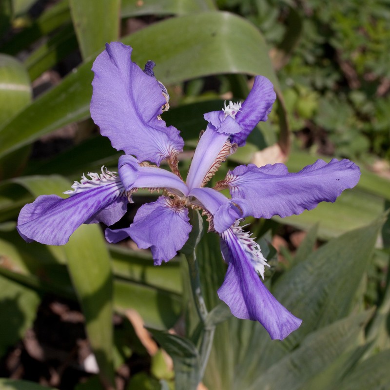 Iris milesii photo 2