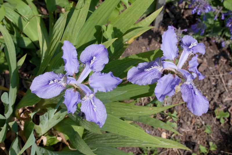Iris milesii photo 3