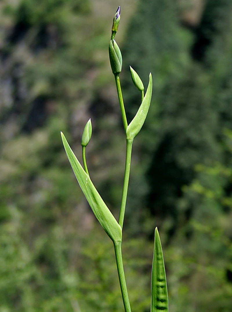 Iris milesii photo 4