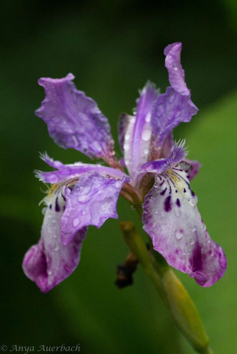 Iris milesii photo 5