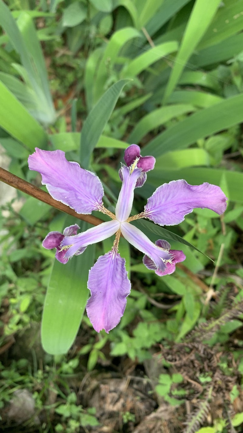 Iris milesii photo 6
