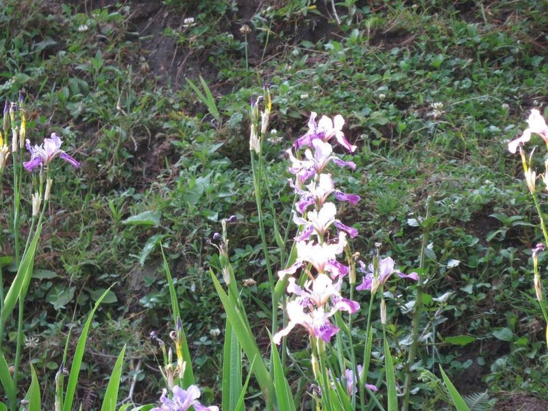 Iris milesii photo 7