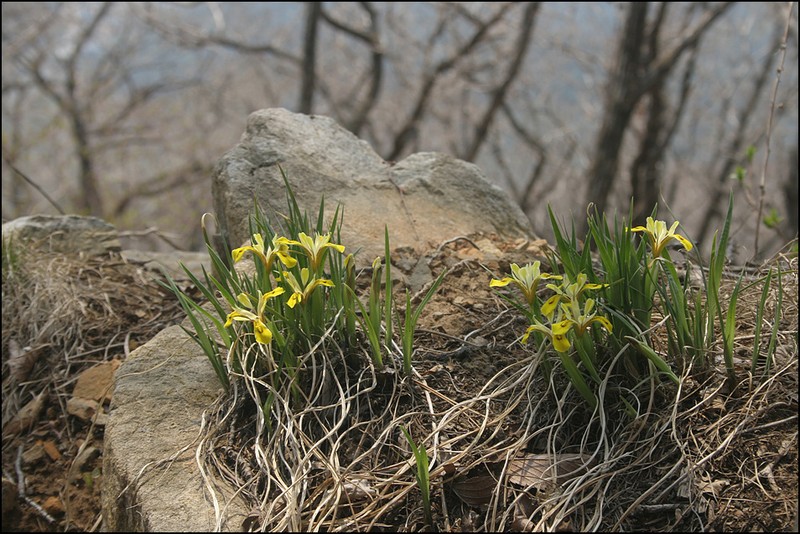 Iris minutoaurea