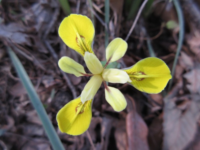 Iris minutoaurea photo 2