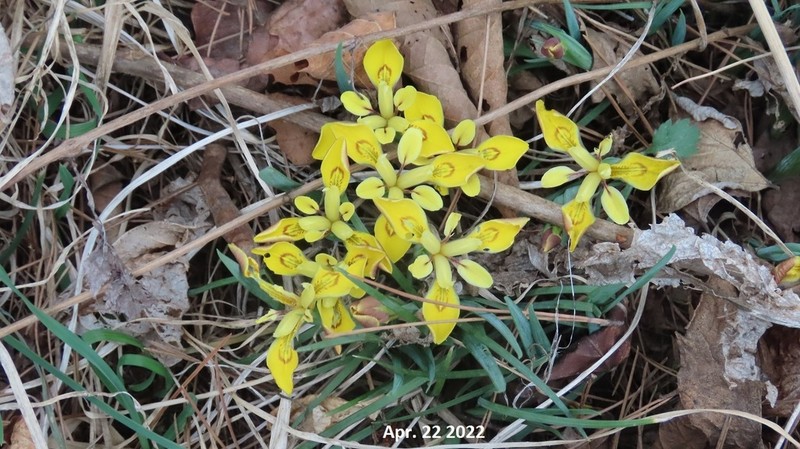 Iris minutoaurea photo 3