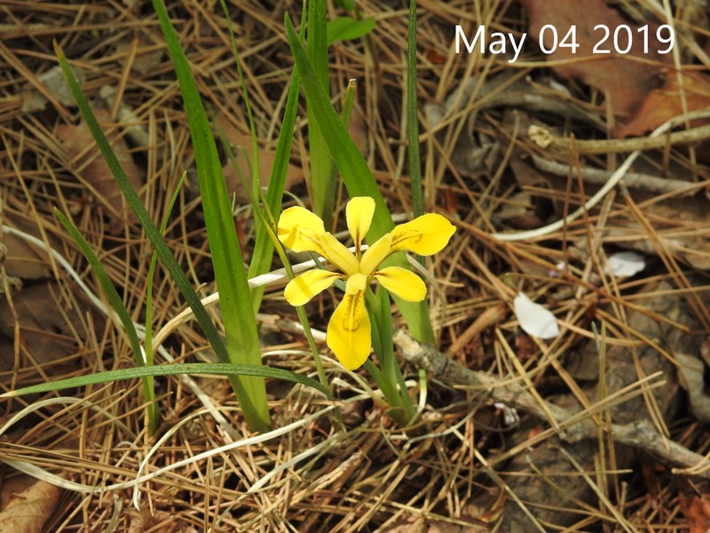 Iris minutoaurea photo 4
