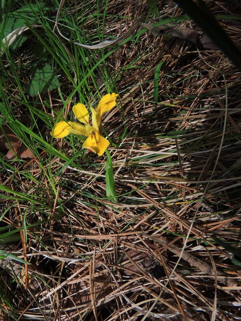 Iris minutoaurea photo 5